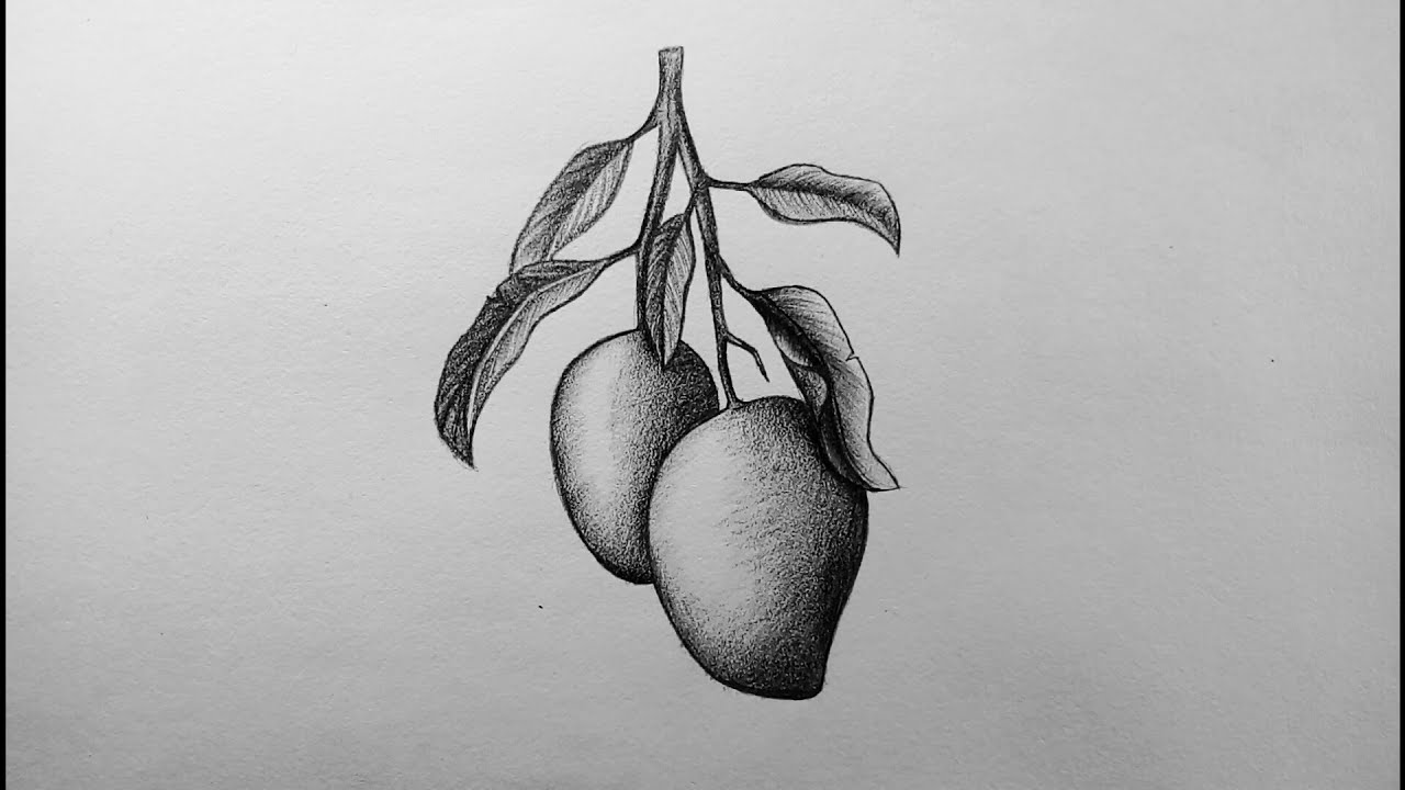 How to Draw mango easy and step by step or shading for beginners