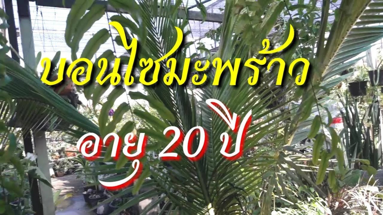 บอนไซมะพร้าว อายุ 20 ปี ร้านบังรูญบอนไซ เจ้าจอม ตลาดต้นไม้เจ้าจอมร่มเกล้า