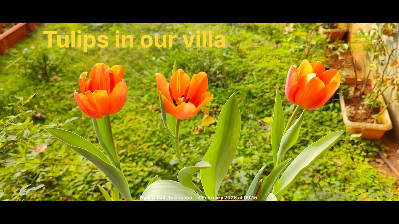 Tulips in Villa276