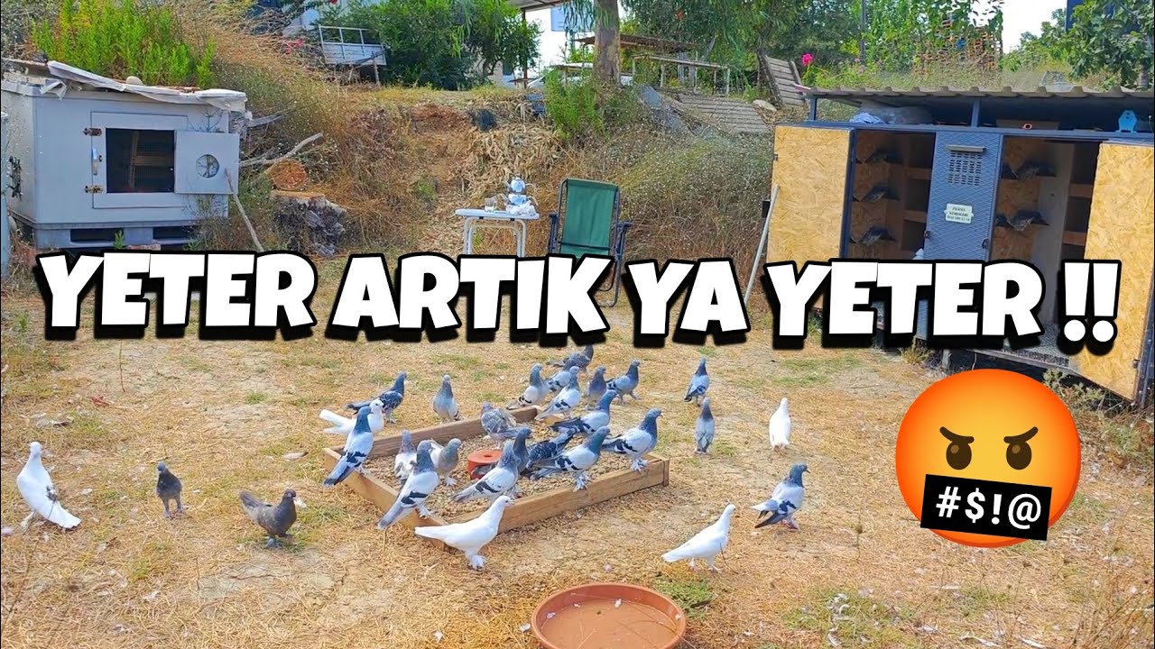 KÜMESİ AÇMAZ OLAYDIM MANZARA KÖTÜ‼️MORAL SIFIR‼️#oyunkuşu #taklacıgüvercin #güvercin #mardinoyunkuşu
