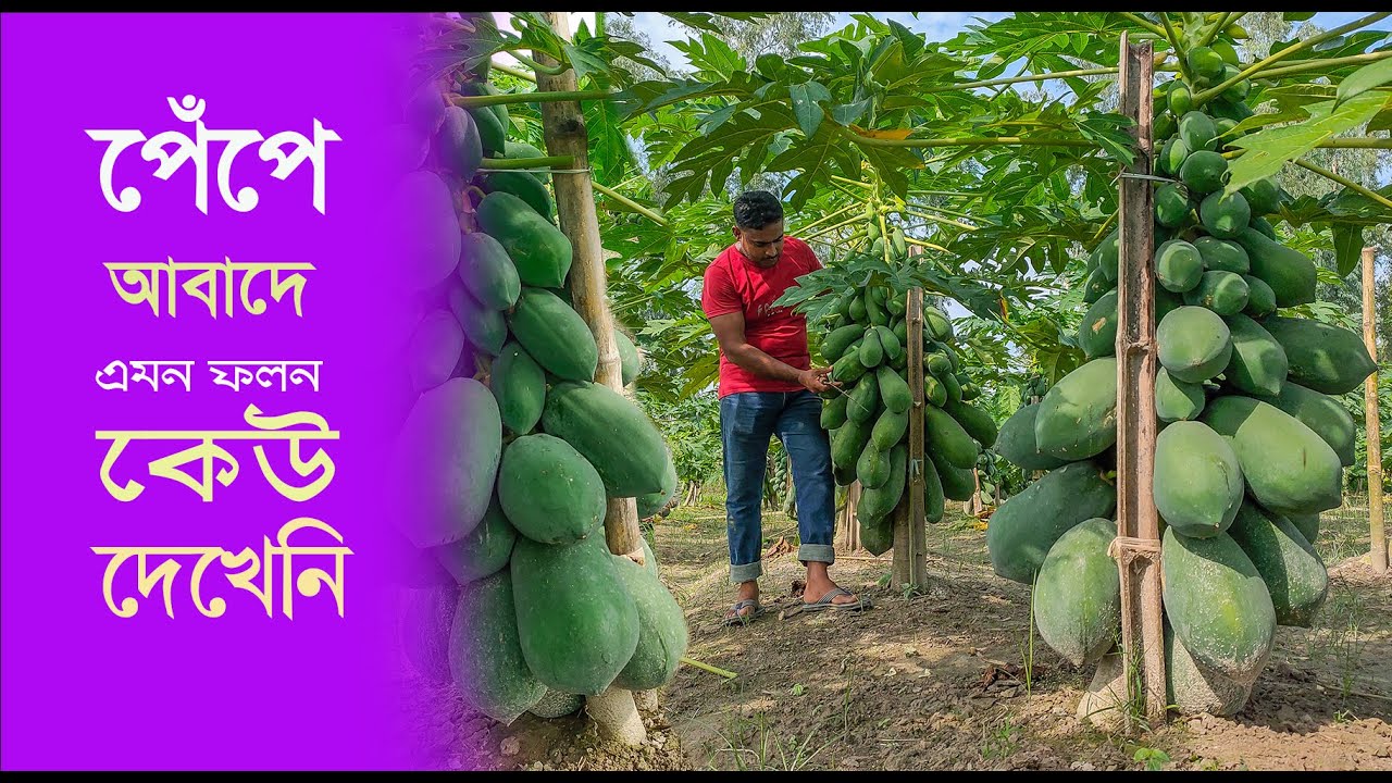 পেঁপে আবাদে এমন ফলন কেউ দেখেনি, পেঁপে আবাদে ভাগ্য পাল্টেছে বাবুর -11 - Krishi Bicitro - কৃষি বিচিত্র