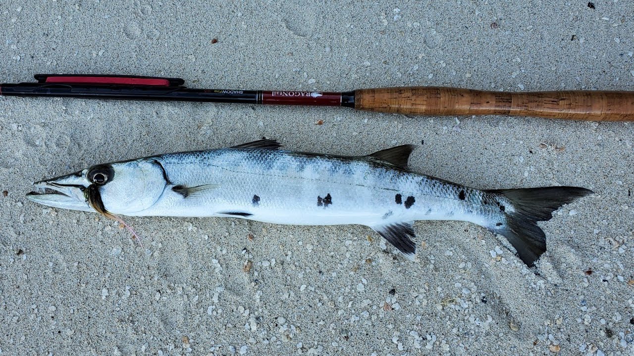 Cuda on Tenkara Rod??? flats fishing Puerto Rico! 🇵🇷