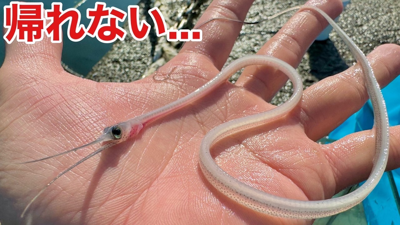 海に帰れなくなった幻のウナギを水槽に入れると！？