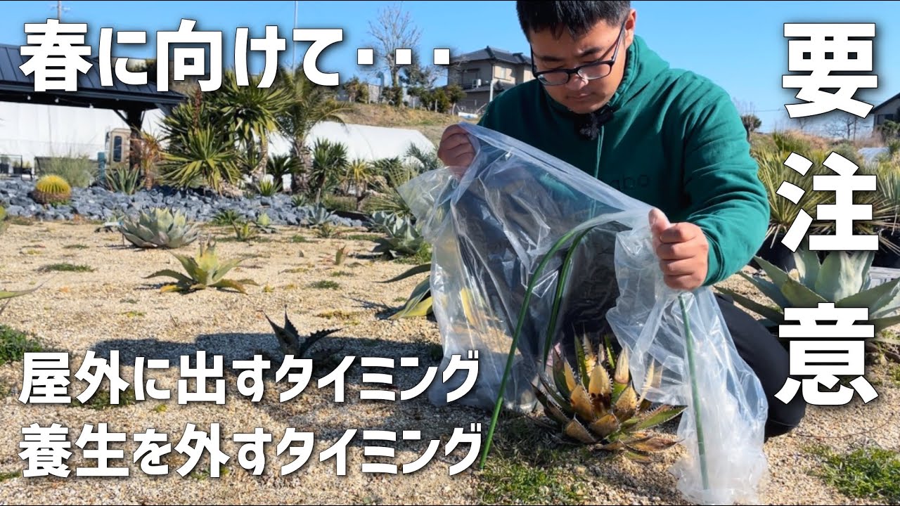 【アガベ】