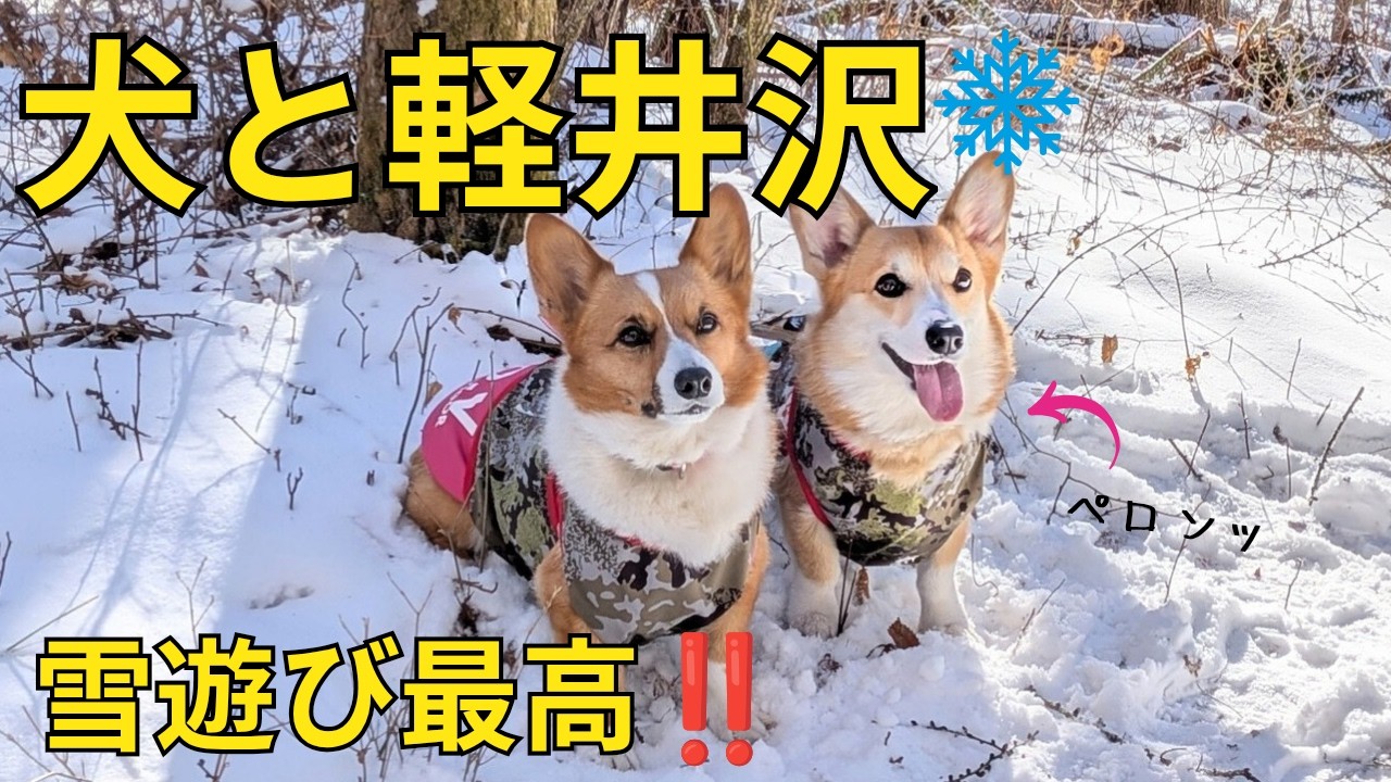 雪の軽井沢でコーギー大喜び！犬連れ旅で軽井沢スノーパークと県境の神社へ