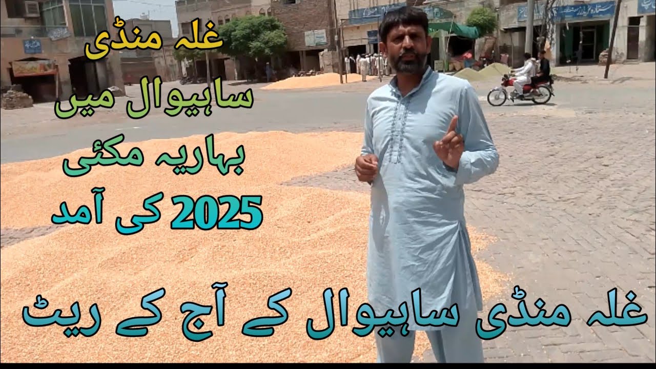 غلہ منڈی ساہیوال کے آج کے ریٹ||مکئی کے ریٹ میں شاندار تیزی