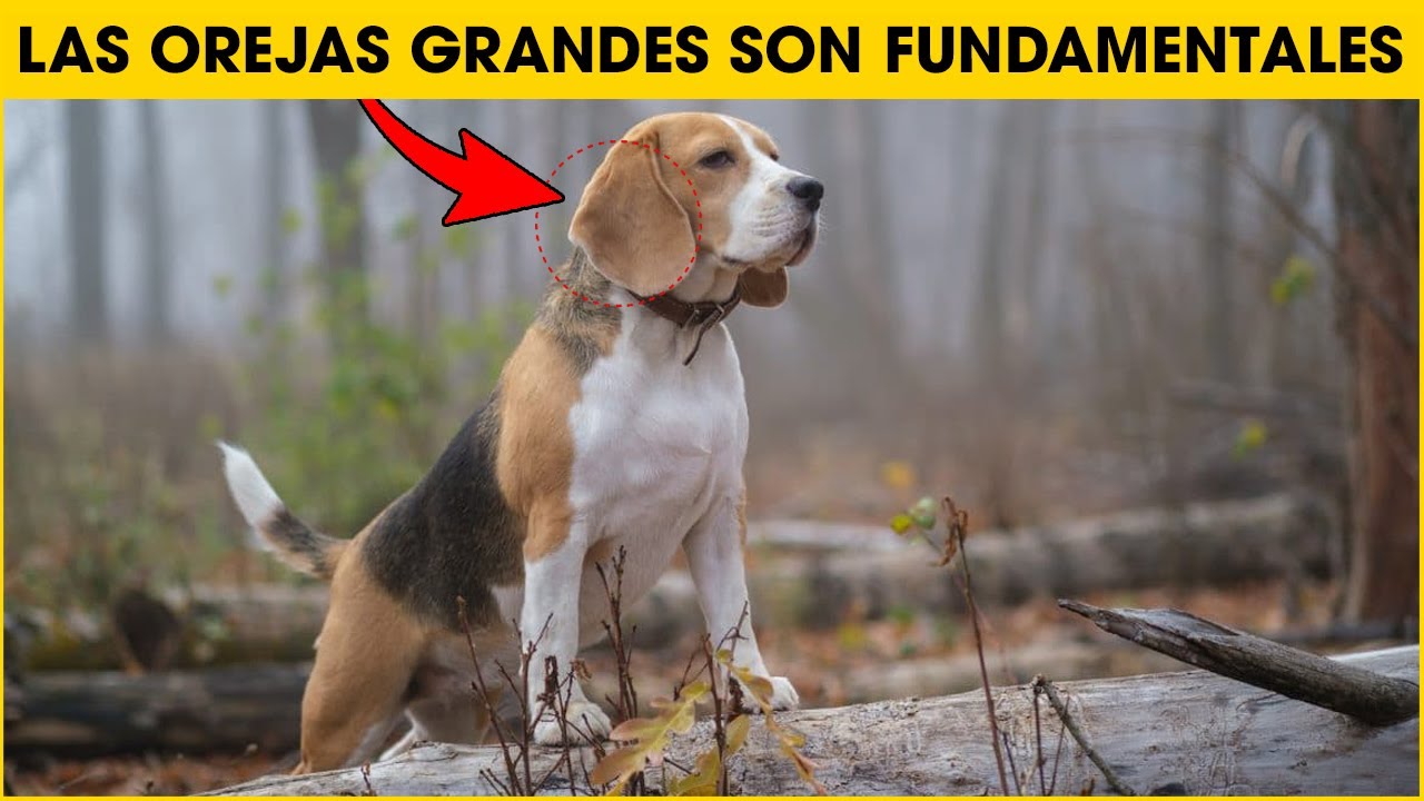 Cosas Que No Sabias De Los Perros Beagle