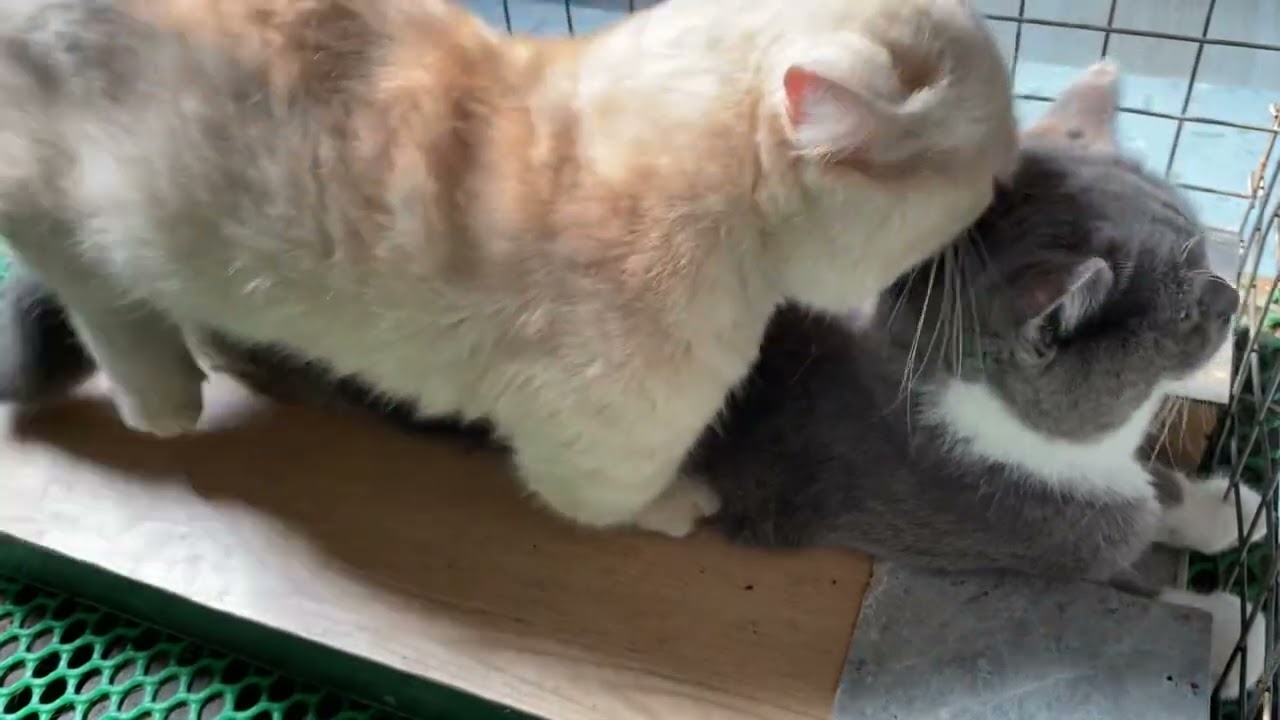 Cat in heat 😻 || Bơ vs Sữao2 || Munchkin Mate || Cat breeding 😺