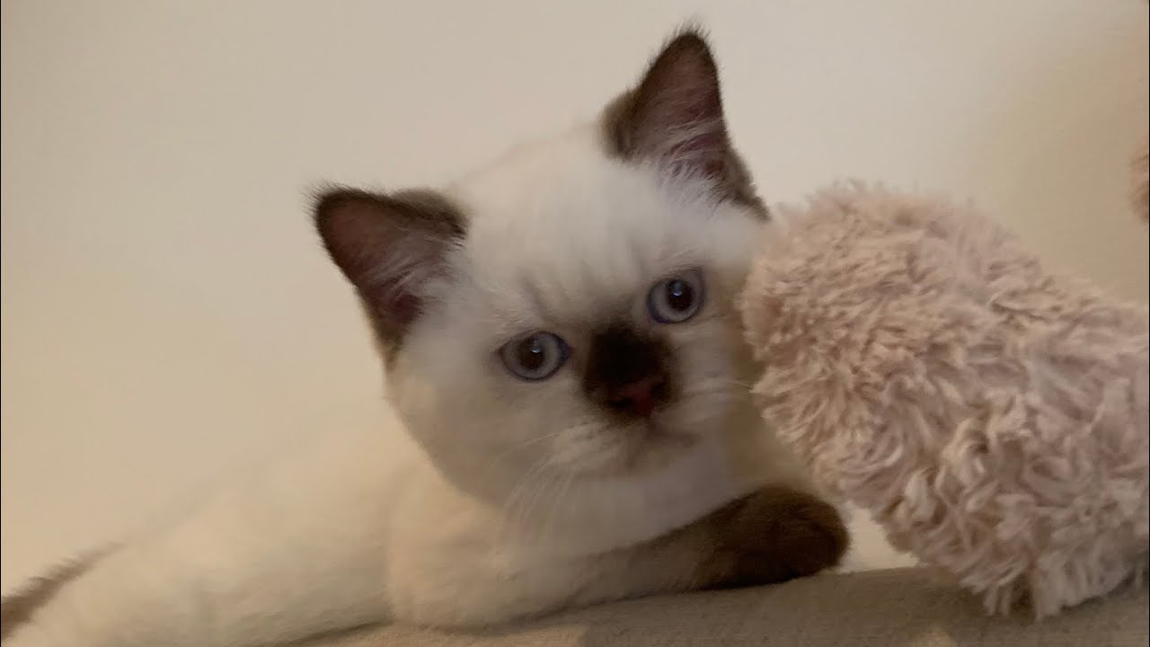British Shorthair Colourpoint kitten  is saying Hi 👋