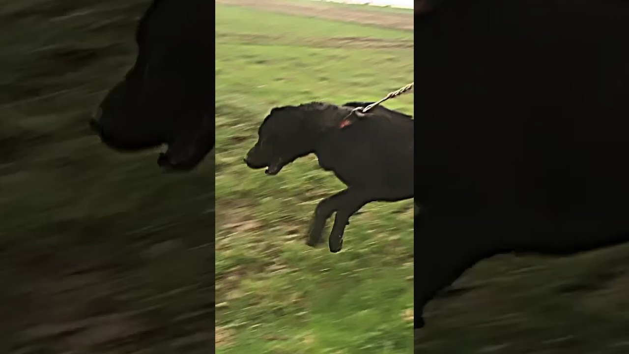 Dog barking sound 1 hours #dog #barkingsound #viral