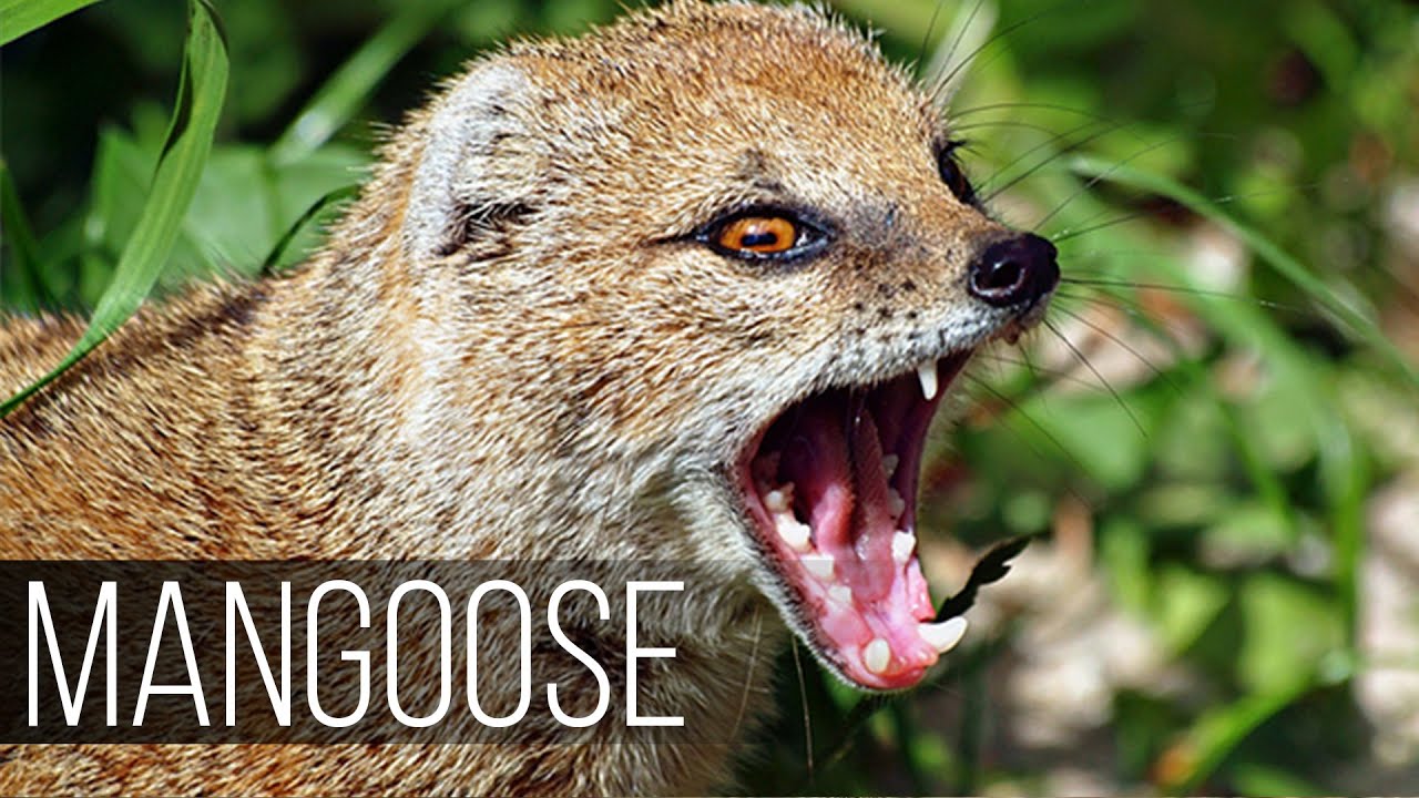 MONGOOSE &mdash; Small and dexterous snake tamer! Interesting facts about mongooses