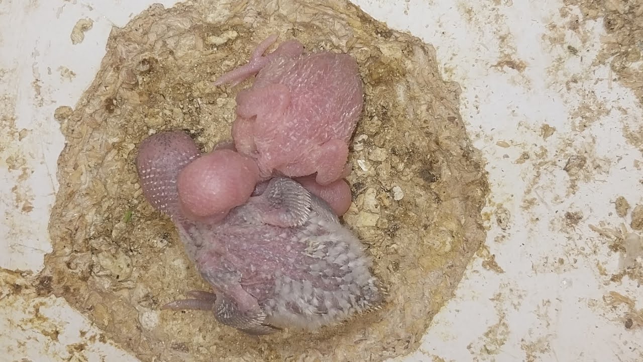 World of Budgie Baby  01.02.2026