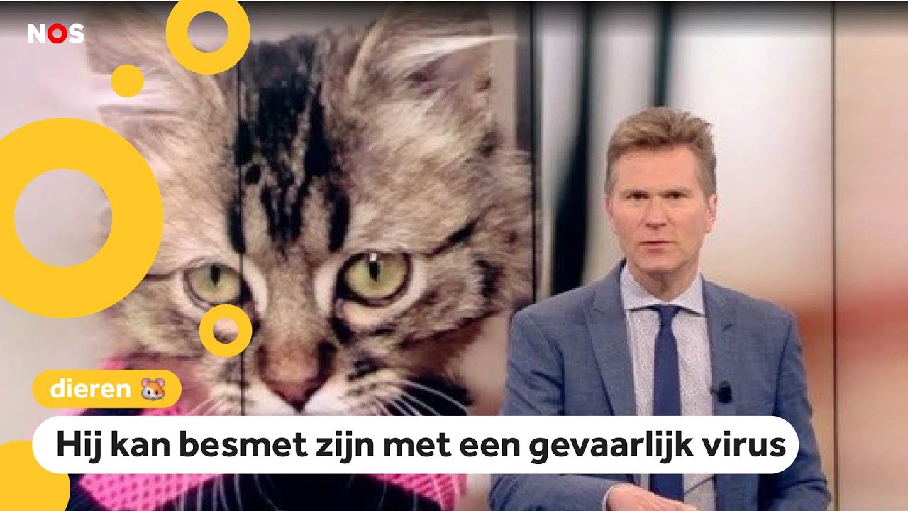 Veel discussie in België: waar is deze kat?