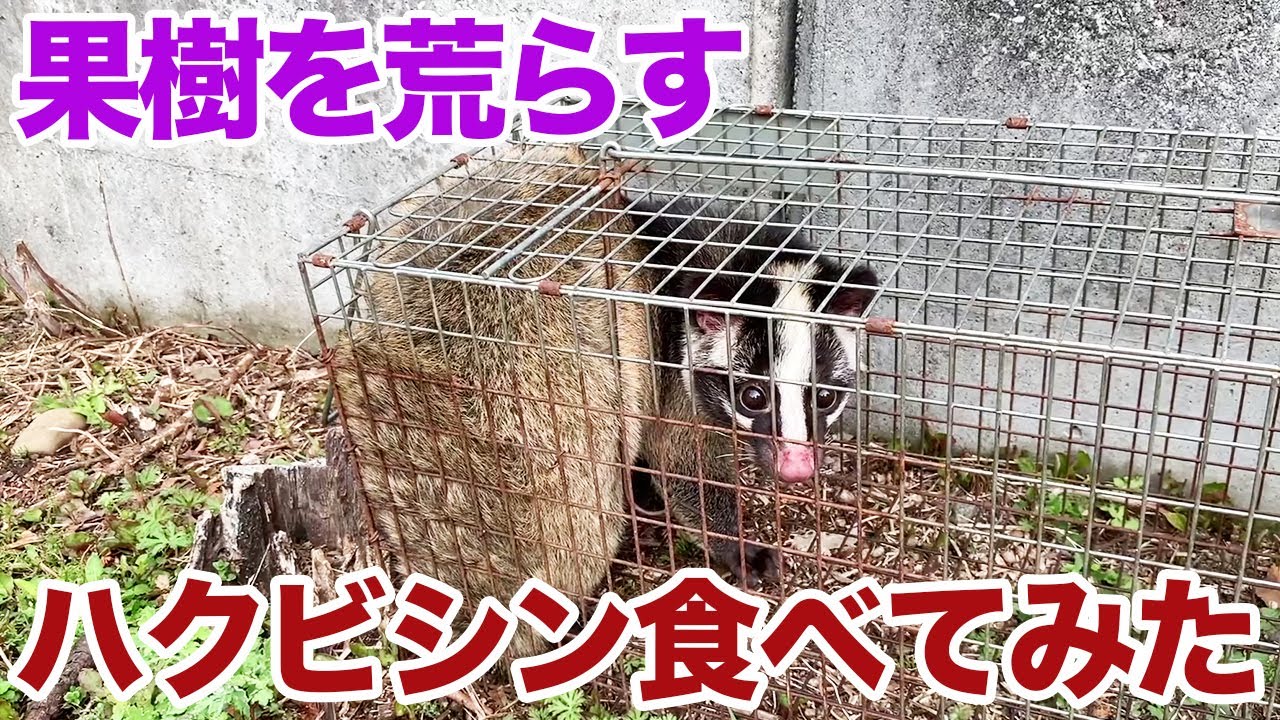 果樹を荒らすハクビシン食べてみた