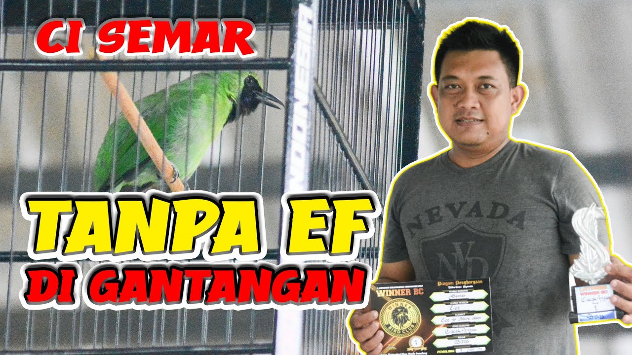 [CI SEMAR] settingan CUCAK ijo tanpa ef tanpa colok di gantangan rawatan simpel cucak ijo By HoBi ID