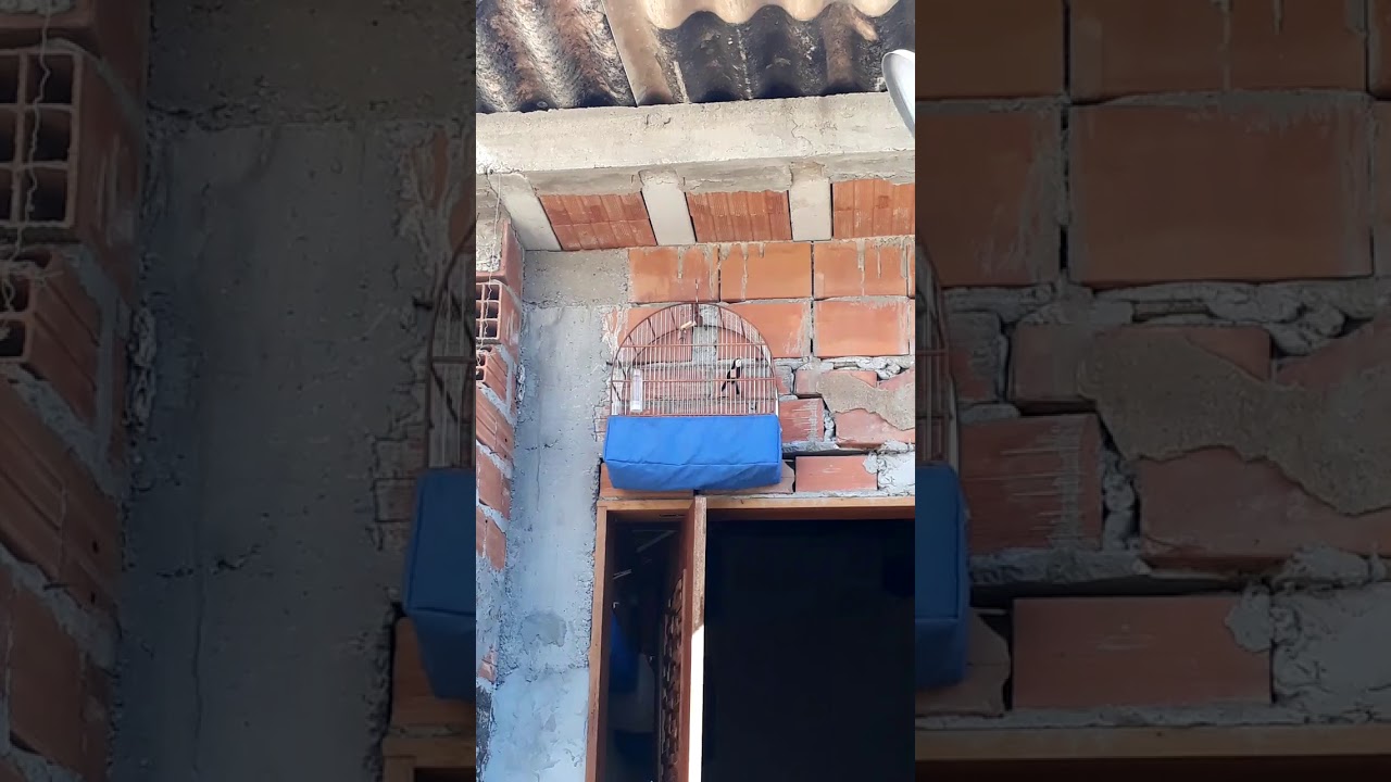Curio novo  abrindo canto , com pequeno vicio