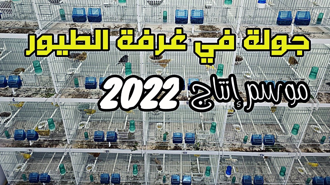 جولة في غرفة الطيور موسم إنتاج 2022  A tour of the bird room production season