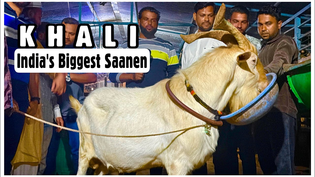 Khali - India&rsquo;s Biggest Saanen Goat in Aurangabad, Maharashtra 