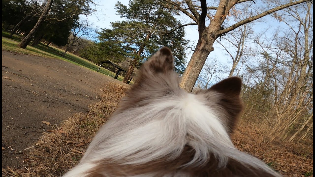 Warm Afternoon Dog Walk | POV Australian Shepherd (4K ASMR)