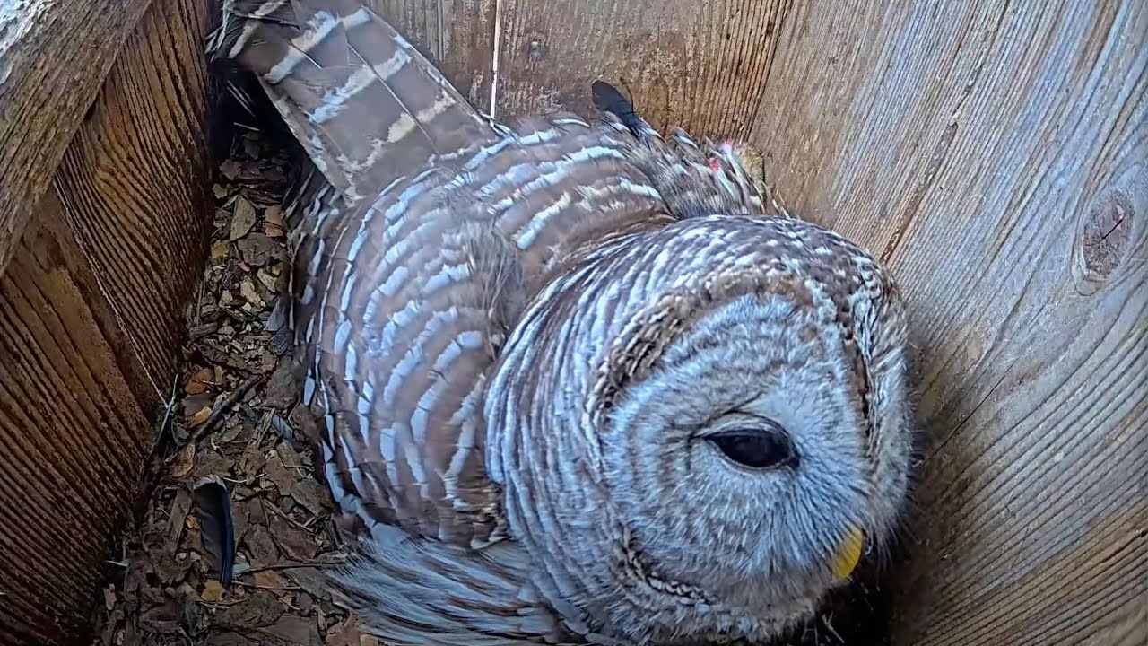 Female Barred Owl Calls To Mate With Hoots From The Nest Box – April 9, 2025