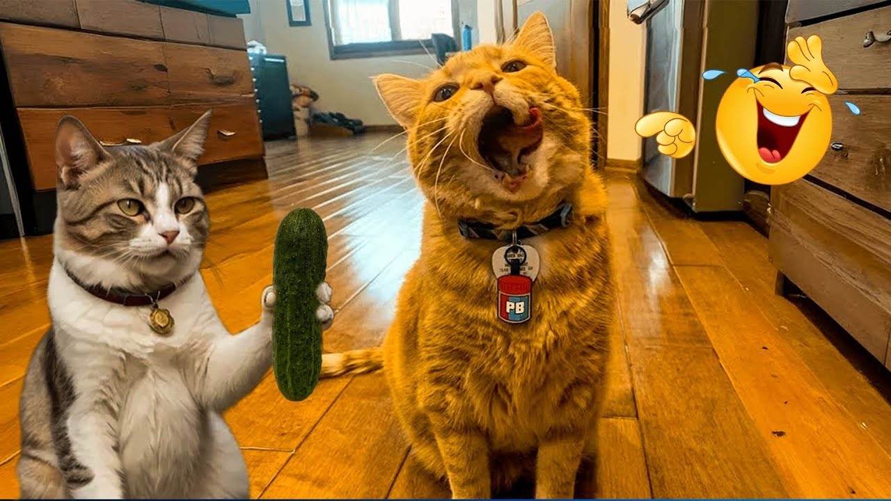 I’m 99.9% SURE You WON’T STOP LAUGHING 🤣 Funny Cat Moments 2026