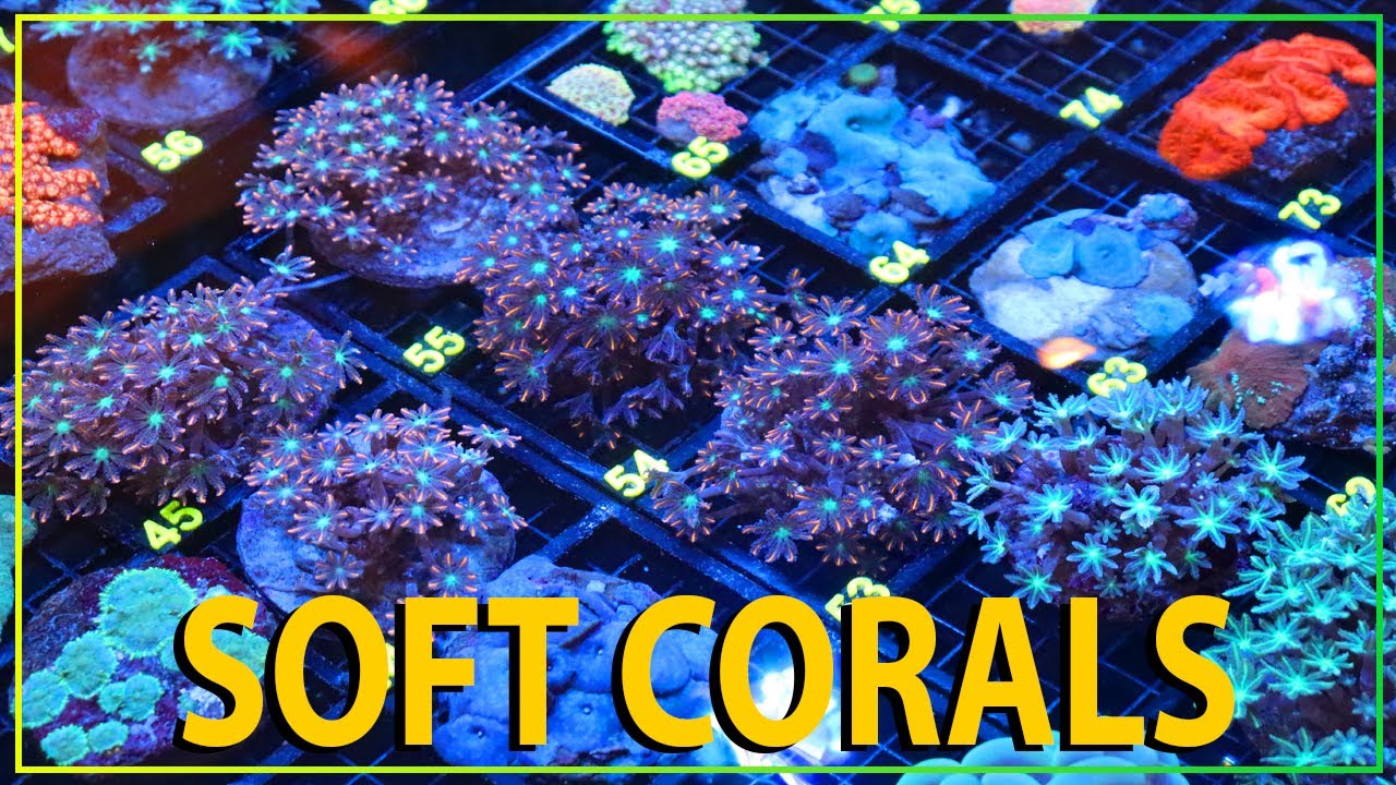 ALL NEW SOFT CORALS !