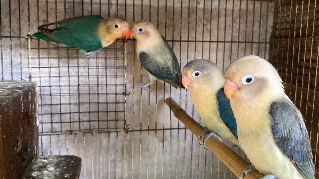 Cara membedakan lovebird aqua dan bukan aqua secara sederhana dikandang JF21