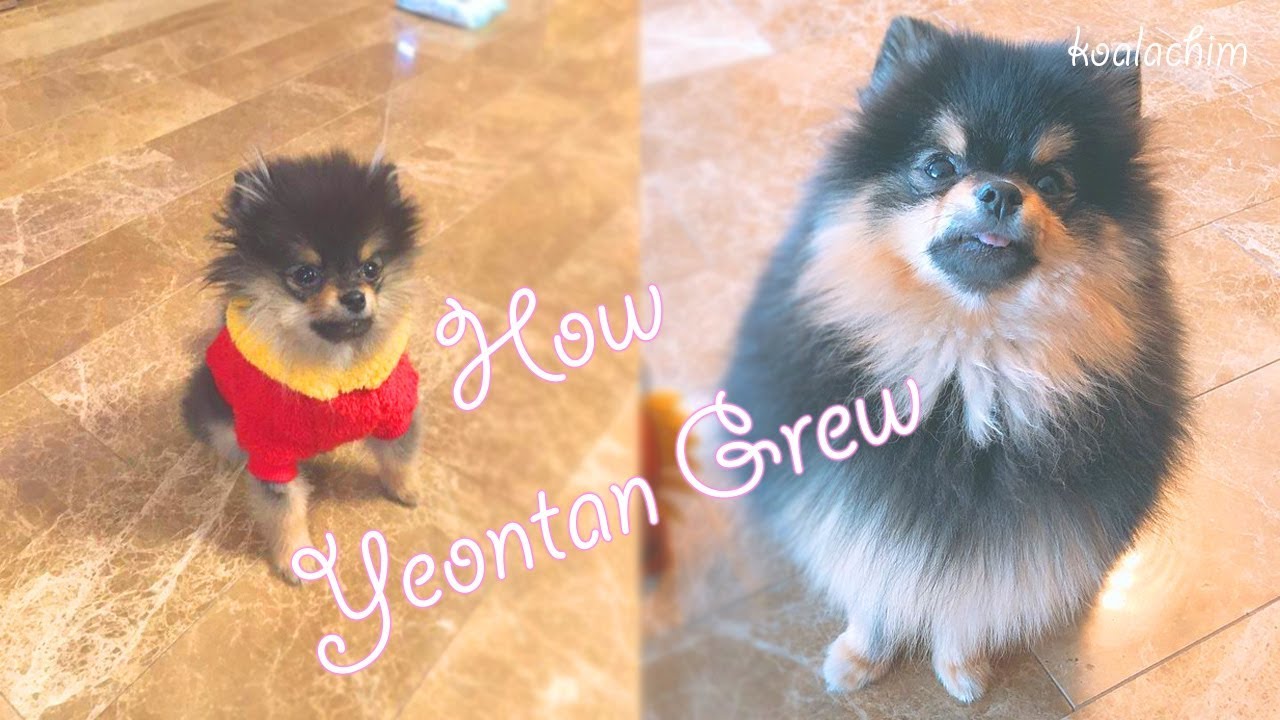 BTS: How Yeontan Grew