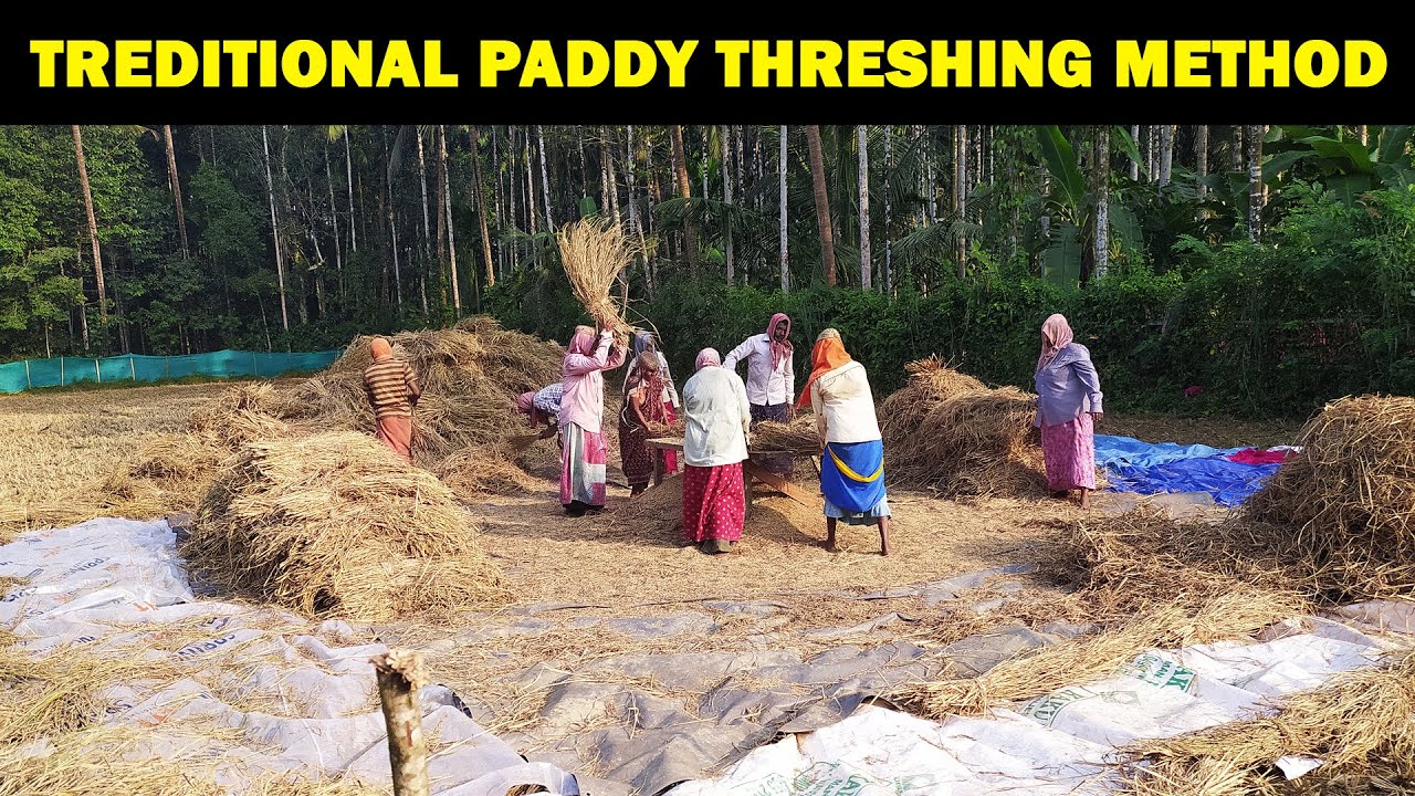 Traditional Paddy Threshing Method | Rice threshing at Village | Village Life