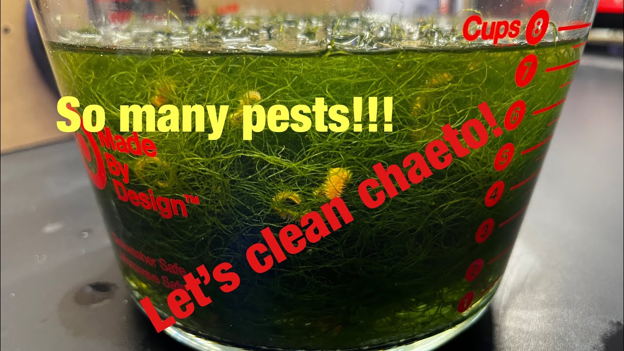 Tips & Tricks Reef Tank: Cleaning Chaeto Reef Tank - No more pests!
