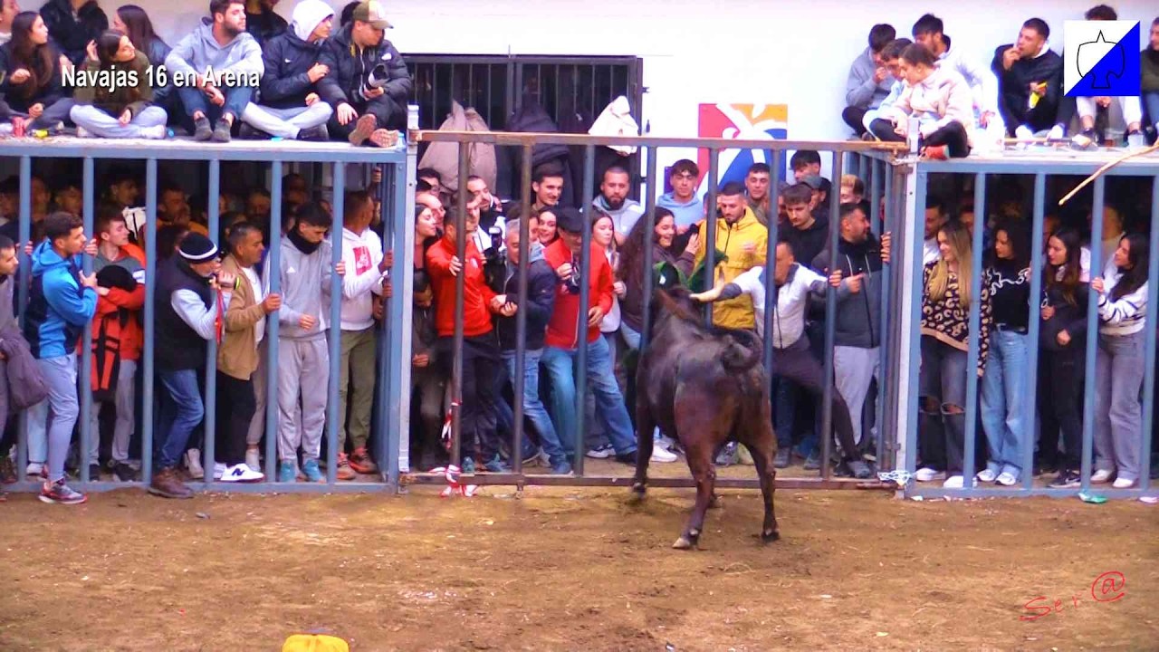 NAVAJAS 16  Vaca Flecha mete la Cabeza