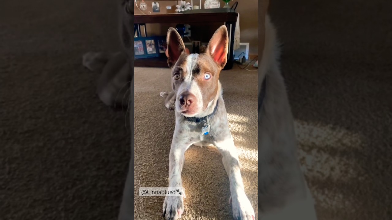 Feeling Good This Weekend🤩 #youtubeshorts #puppy #weekend #roadto5k #pets #music #trend #subscribe