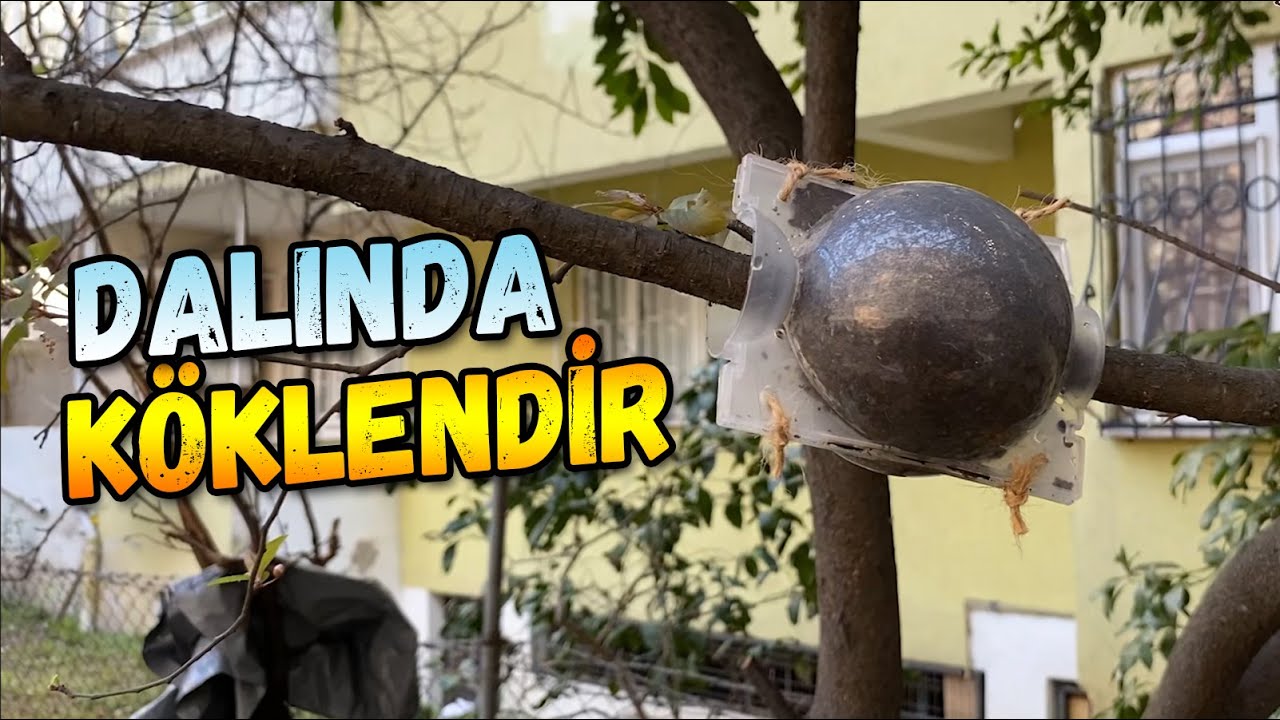 Havai Köklendirme Nasıl Yapılır?