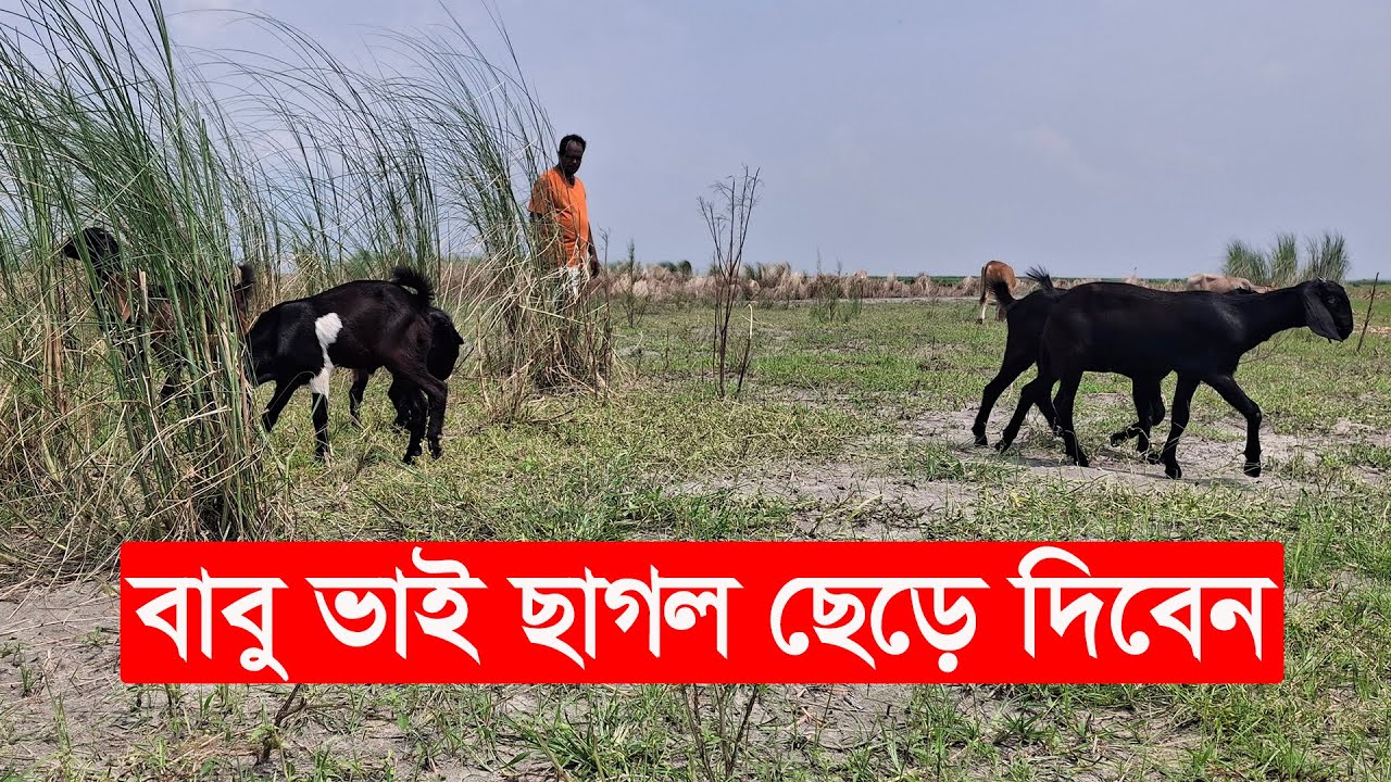 বাবু ভাই ছাগল বিক্রি করে দিবেন | bd goat farming | Y Bee