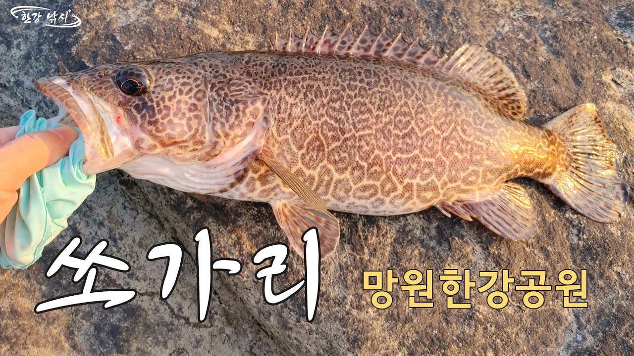 한강 낚시: 망원한강공원 쏘가리와 배스 (한강 쏘가리)