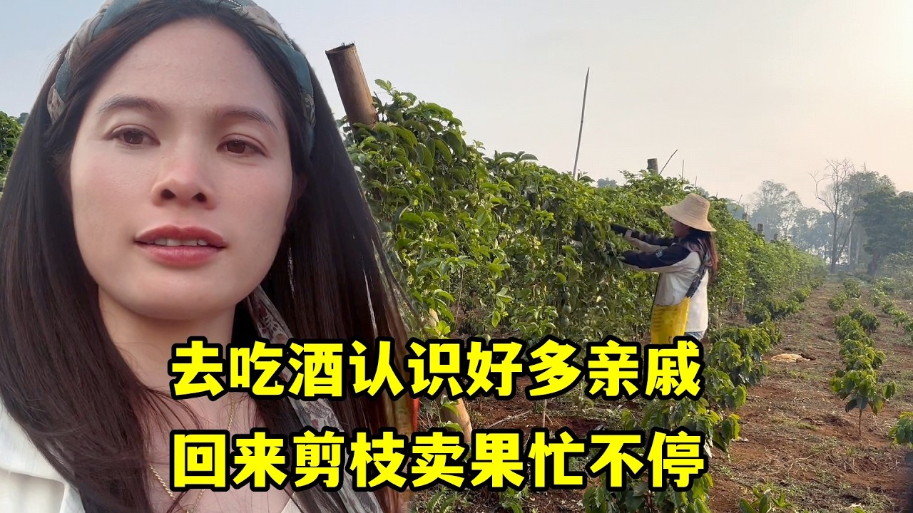 去吃酒認識好多親戚，回來剪枝賣果忙不停，還幫中國老闆做翻譯