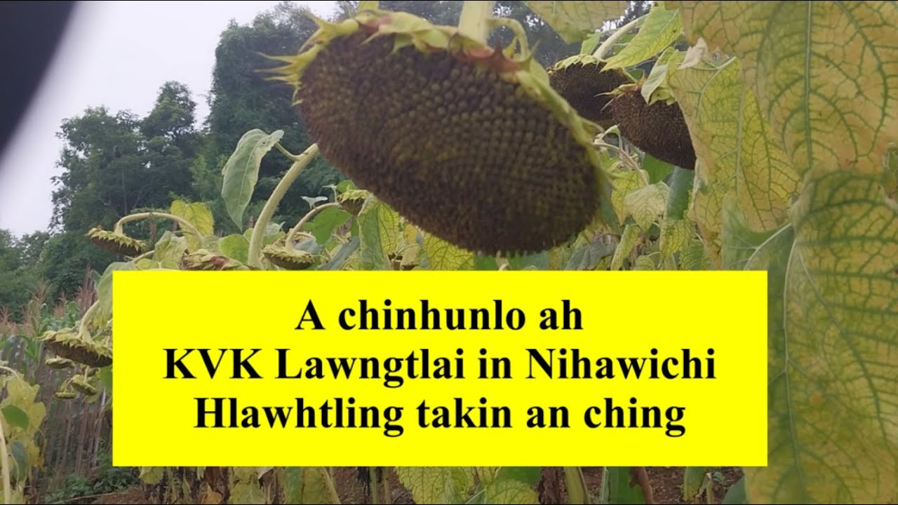 Nihawichi (Sunflower COH 3) || KVK, Lawngtlai