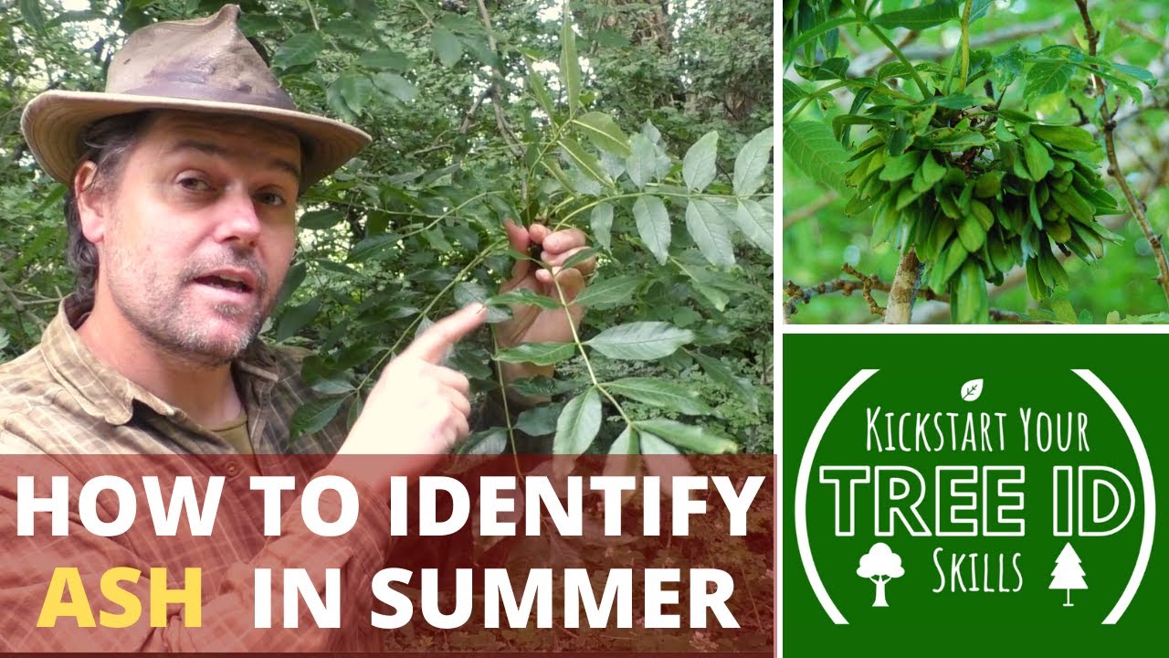 How To Identify Ash in Summer