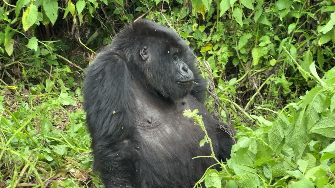 The Largest Gorilla Family in Rwanda with a Day Old Newborn!!!!