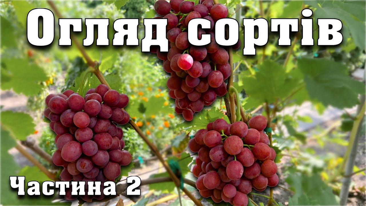 Повна екскурсія по винограднику і детальний огляд сортів. частина 2