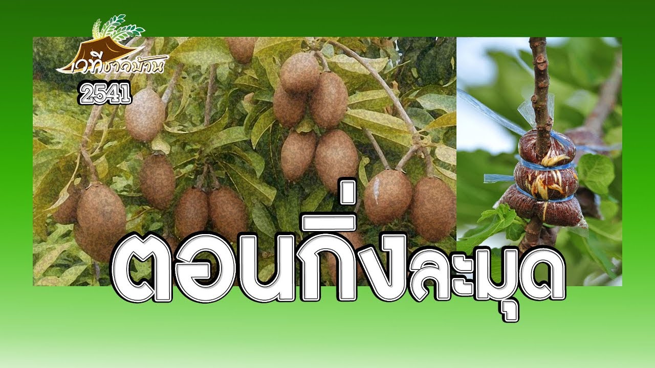 ทีเด็ดตอนกิ่งละมุด