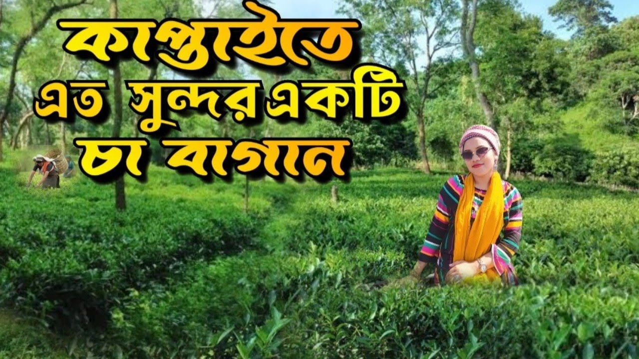 Kaptai tea garden || Waggachara tea state || ওয়াজ্ঞাছড়া চা বাগান #kaptai