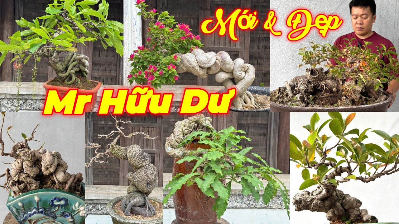 HỮU DƯ | #0702338047 | MỚI ĐẸP CỔ LỘC VỪNG, GIẤY MỸ, SI BÚP ĐỎ, ME, DUỐI, SỨ, LÂM VỒ, SANH NAM ĐIỀN.