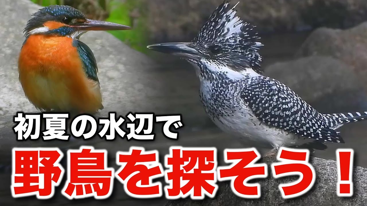 ヤマセミと野鳥たちの感動のストーリー！初夏の水辺で野鳥観察～