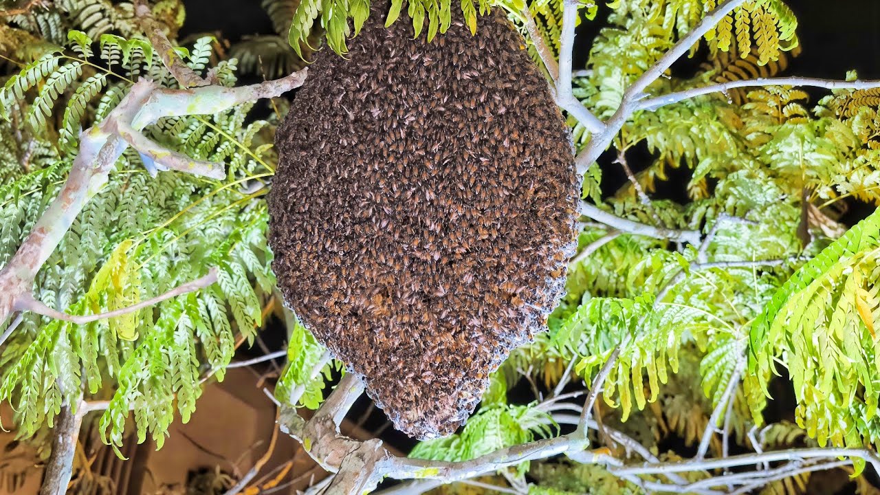 Bees Rescue 57 | apis florea | relocate honey bee hive | YouTube