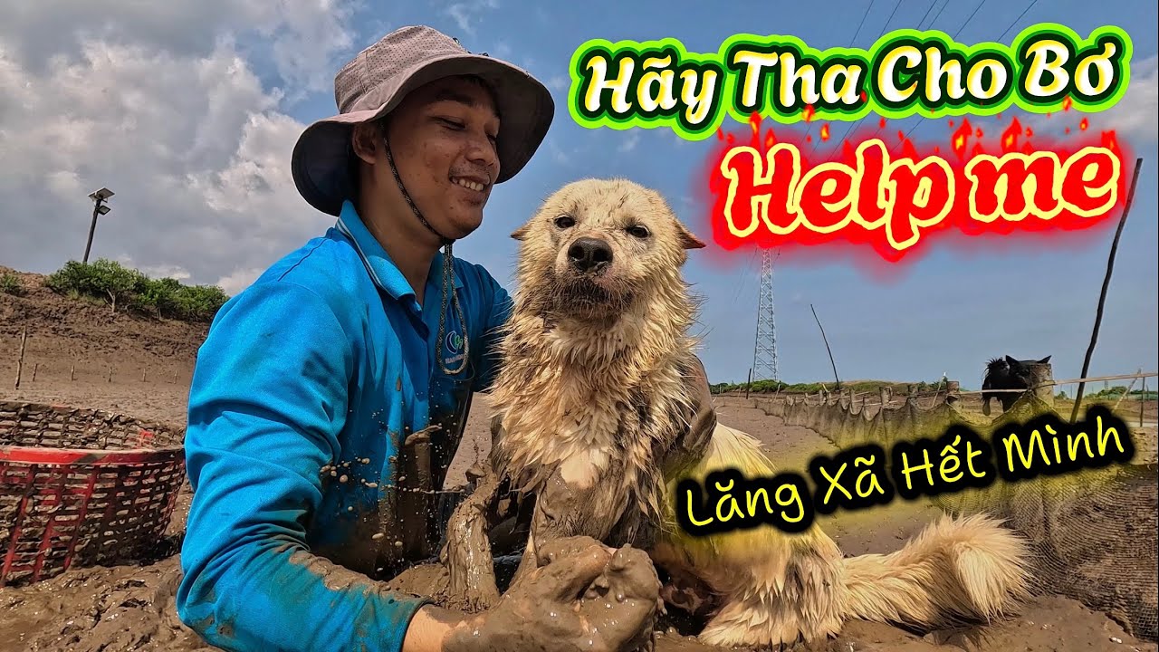 Công Tử Bơ Theo Bầy Đi Dành Địa Bàn Và Được Anh Sen Cho Tắm Bùn
