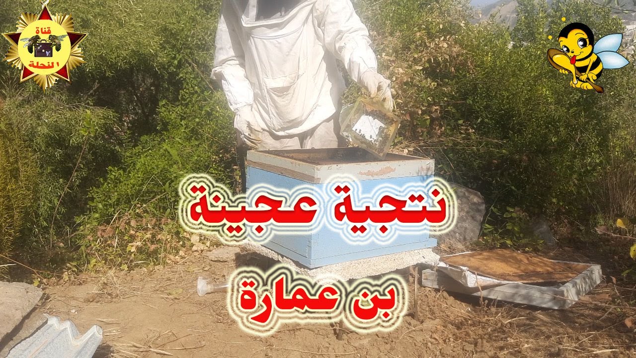 نتيجة عجينة بن عمارة البروتينية