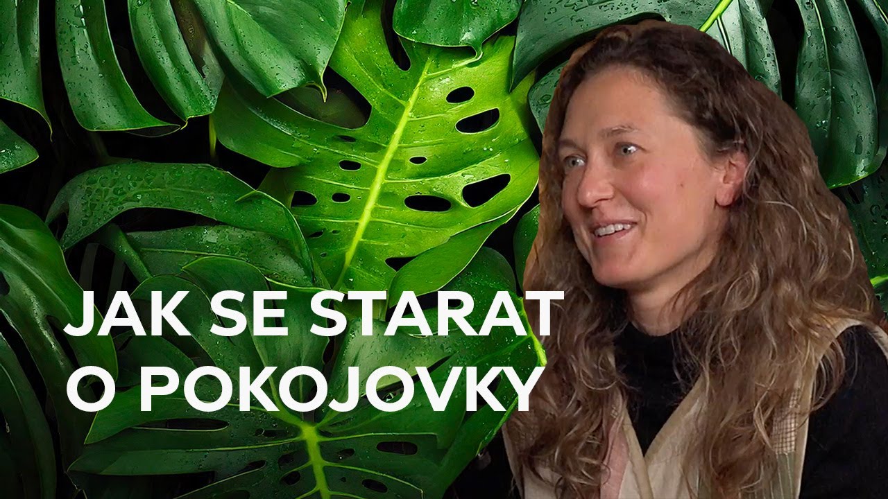 Jak se starat o pokojové rostliny