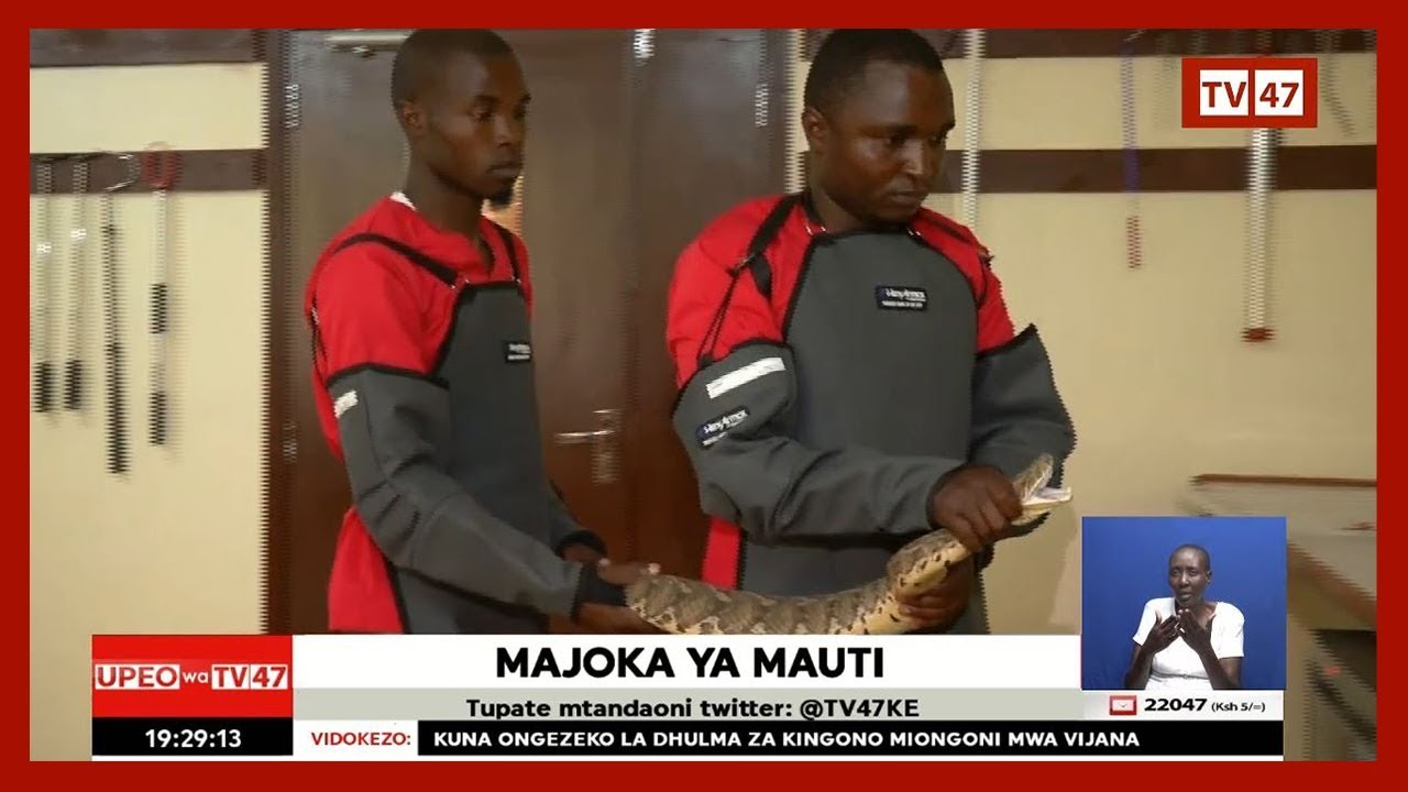 Deadly Snakes In Kitui