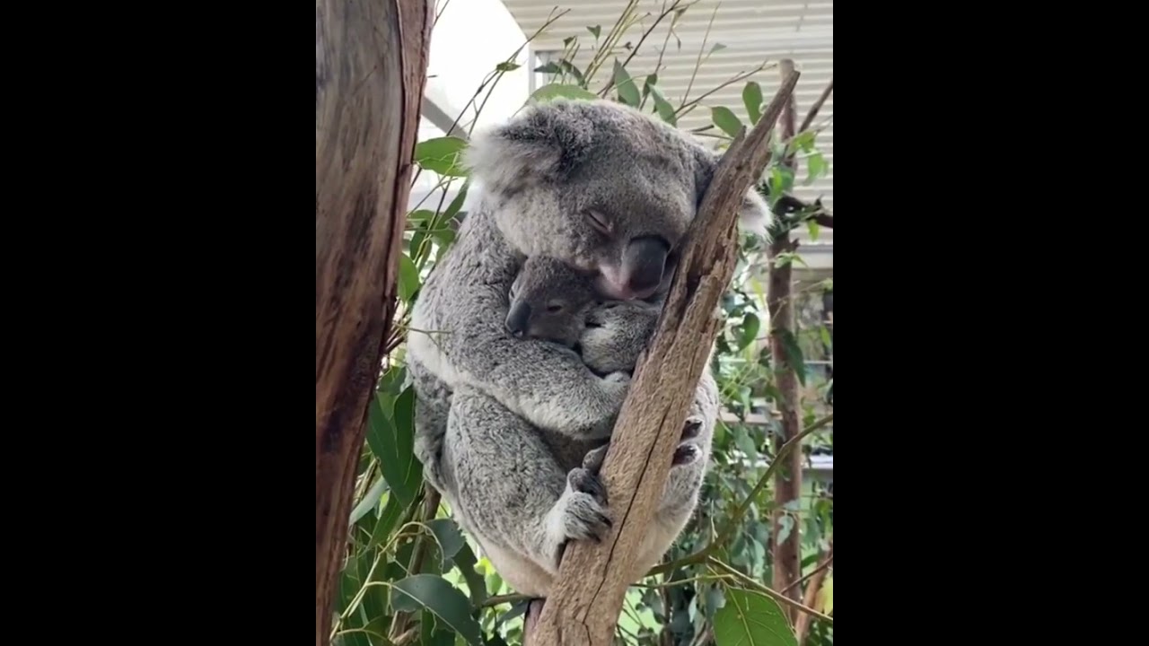 Mama koala cuddling her baby 🦦 #mama #koala #cuddle #baby #shorts #trending #youtube #viral #video